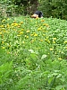 DSCN5609r.jpg DSCN5609r.jpg